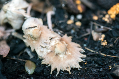 150714Mushrooms0043