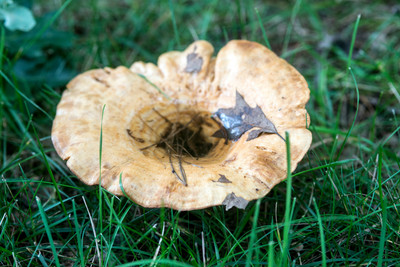 150714Mushrooms0012