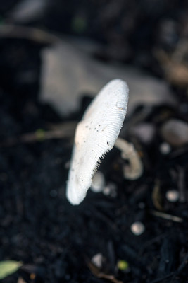150714Mushrooms0049