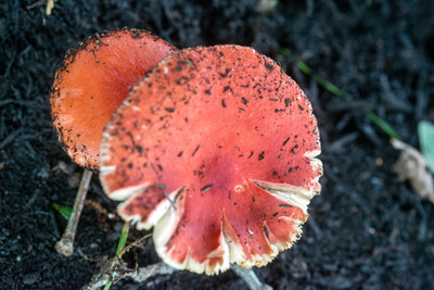 150714Mushrooms0007