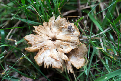 150714Mushrooms0031