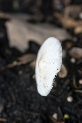 150714Mushrooms0047