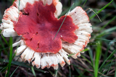 150714Mushrooms0004