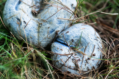 150714Mushrooms0019