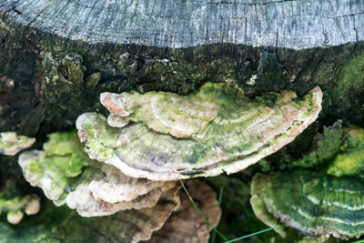 150714Mushrooms0033