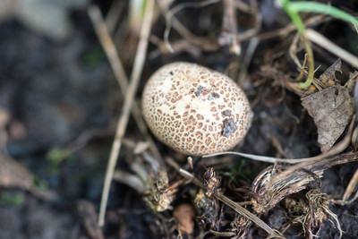 150714Mushrooms0026