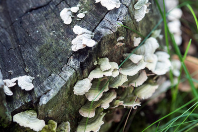 150714Mushrooms0037