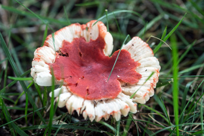 150714Mushrooms0001