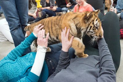 160110TigerPlaytime0158