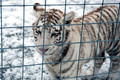 160110TigerPlaytime0013