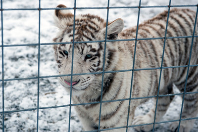 160110TigerPlaytime0013