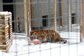 160110TigerPlaytime0002