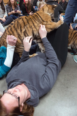 160110TigerPlaytime0159