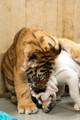 160110TigerPlaytime0135