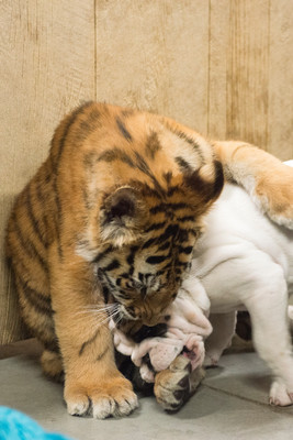 160110TigerPlaytime0135