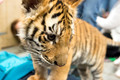 160110TigerPlaytime0149
