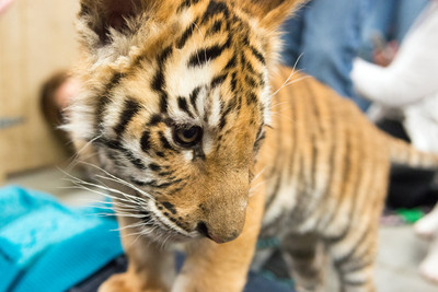 160110TigerPlaytime0149