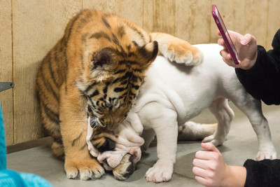 160110TigerPlaytime0136