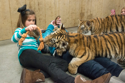 160110TigerPlaytime0066