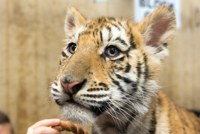 160110TigerPlaytime0153