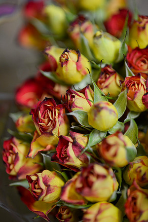 2019MossFlowers0160