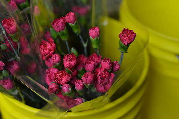 2019MossFlowers0143