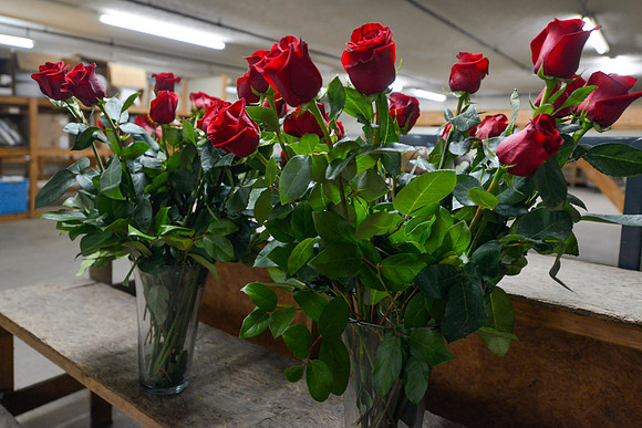 2019MossFlowers0193