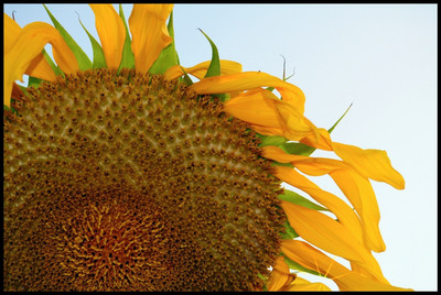 Martha_Borden_-_Sunflower